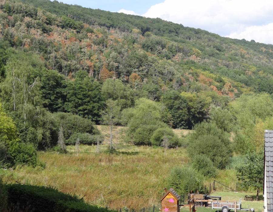chemin_campagne.jpg